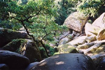 forest1