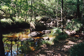 forest2